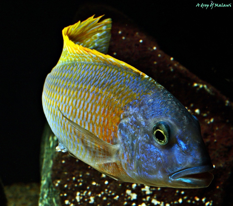 Buccochromis rhoadesii
